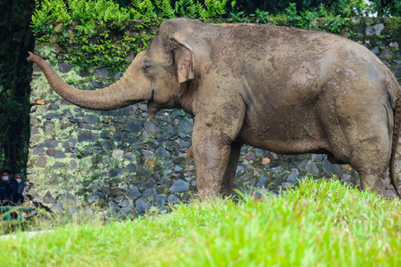 Sumatran elephant (Elephas maximus sumatranus) in the Ragunan Wildlife Park or Ragunan Zoo. This elephant is a subspecies of the Asian elephant that only lives on the island of Sumatra.の写真素材