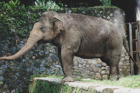 Sumatran elephant (Elephas maximus sumatranus) in the Ragunan Wildlife Park or Ragunan Zoo. This elephant is a subspecies of the Asian elephant that only lives on the island of Sumatra.の写真素材