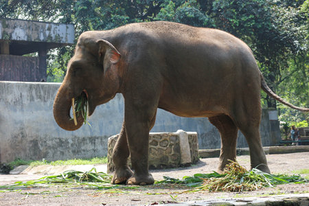 Sumatran elephant (Elephas maximus sumatranus) in the Ragunan Wildlife Park or Ragunan Zoo. This elephant is a subspecies of the Asian elephant that only lives on the island of Sumatra.の写真素材