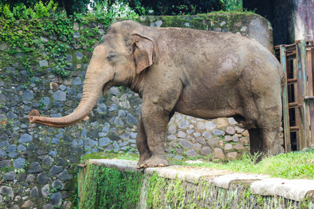 Sumatran elephant (Elephas maximus sumatranus) in the Ragunan Wildlife Park or Ragunan Zoo. This elephant is a subspecies of the Asian elephant that only lives on the island of Sumatra.の写真素材