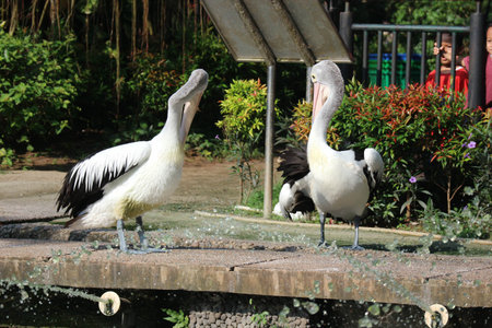The parrot or pelican is a water bird that has a pouch under its beak, and is part of the Pelecanidae bird family. This bird is one of the bird species in the lake in Ragunan Zoo.の写真素材