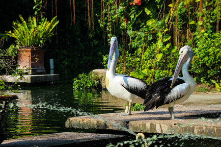 The parrot or pelican is a water bird that has a pouch under its beak, and is part of the Pelecanidae bird family. This bird is one of the bird species in the lake in Ragunan Zoo.の写真素材