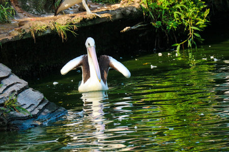 The parrot or pelican is a water bird that has a pouch under its beak, and is part of the Pelecanidae bird family. This bird is one of the bird species in the lake in Ragunan Zoo.の写真素材