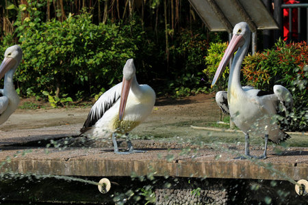 The parrot or pelican is a water bird that has a pouch under its beak, and is part of the Pelecanidae bird family. This bird is one of the bird species in the lake in Ragunan Zoo.の写真素材