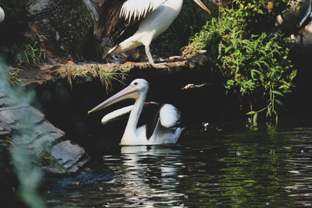 The parrot or pelican is a water bird that has a pouch under its beak, and is part of the Pelecanidae bird family. This bird is one of the bird species in the lake in Ragunan Zoo.の写真素材