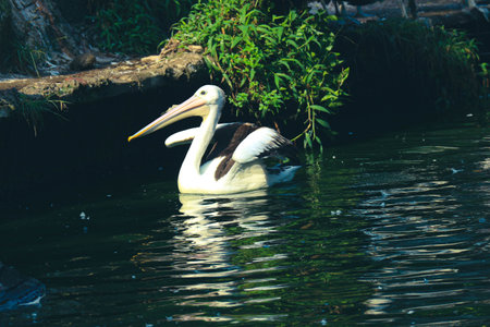 The parrot or pelican is a water bird that has a pouch under its beak, and is part of the Pelecanidae bird family. This bird is one of the bird species in the lake in Ragunan Zoo.の写真素材