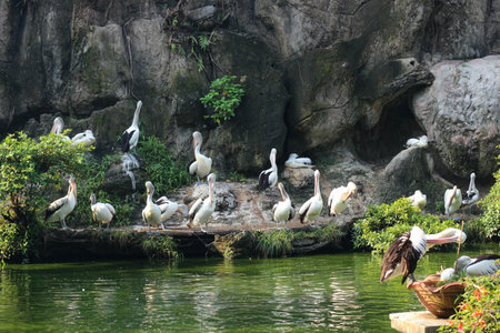 The parrot or pelican is a water bird that has a pouch under its beak, and is part of the Pelecanidae bird family. This bird is one of the bird species in the lake in Ragunan Zoo.の写真素材