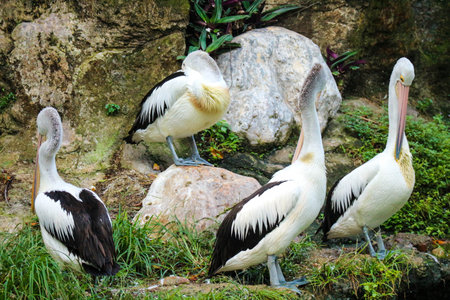 The parrot or pelican is a water bird that has a pouch under its beak, and is part of the Pelecanidae bird family. This bird is one of the bird species in the lake in Ragunan Zoo.の写真素材
