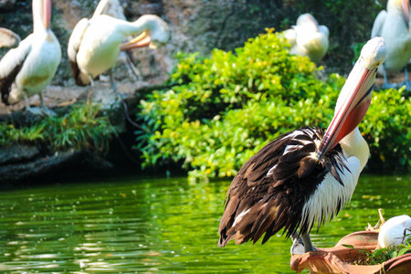 The parrot or pelican is a water bird that has a pouch under its beak, and is part of the Pelecanidae bird family. This bird is one of the bird species in the lake in Ragunan Zoo.の写真素材