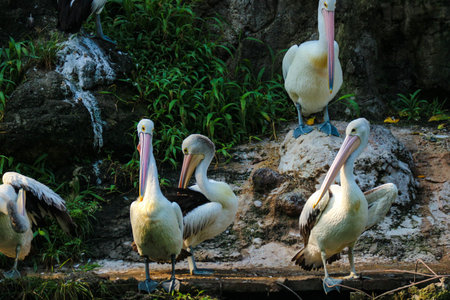 The parrot or pelican is a water bird that has a pouch under its beak, and is part of the Pelecanidae bird family. This bird is one of the bird species in the lake in Ragunan Zoo.の写真素材