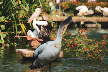 The parrot or pelican is a water bird that has a pouch under its beak, and is part of the Pelecanidae bird family. This bird is one of the bird species in the lake in Ragunan Zoo.の写真素材