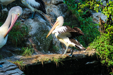 The parrot or pelican is a water bird that has a pouch under its beak, and is part of the Pelecanidae bird family. This bird is one of the bird species in the lake in Ragunan Zoo.の写真素材