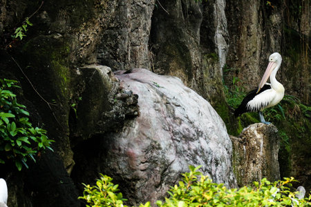 The parrot or pelican is a water bird that has a pouch under its beak, and is part of the Pelecanidae bird family. This bird is one of the bird species in the lake in Ragunan Zoo.の写真素材