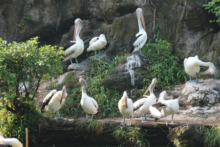 The parrot or pelican is a water bird that has a pouch under its beak, and is part of the Pelecanidae bird family. This bird is one of the bird species in the lake in Ragunan Zoo.の写真素材