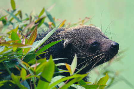 This is a binturong at Ragunan Zoo. Binturong is a kind of large weasel, a member of the Viverridae tribe. This animal is also known as the Malay Civet Cat, Asian Bearcat, Palawan Bearcat, or simply Bearcatの写真素材