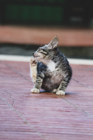 Photo of a stray cat with bokeh. A stray cat is a cat whose life roams the streets.