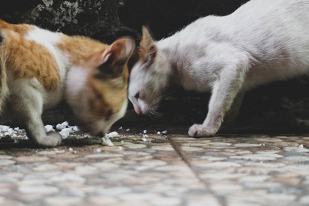 Photo of a stray cat with bokeh. A stray cat is a cat whose life roams the streets.の写真素材