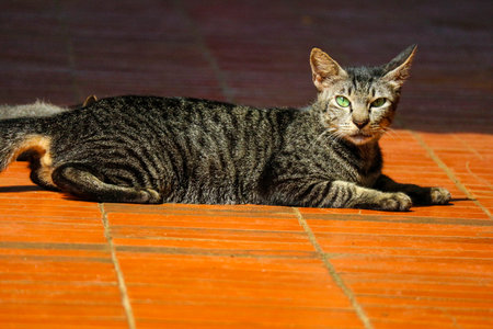 Photo of a stray cat with bokeh. A stray cat is a cat whose life roams the streets.の写真素材