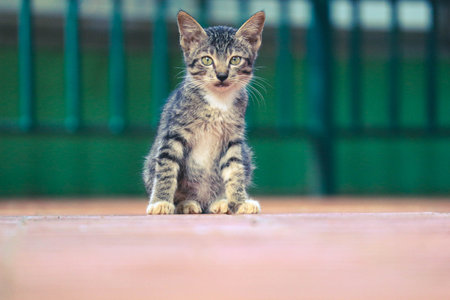 Photo of a stray cat with bokeh. A stray cat is a cat whose life roams the streets.の写真素材