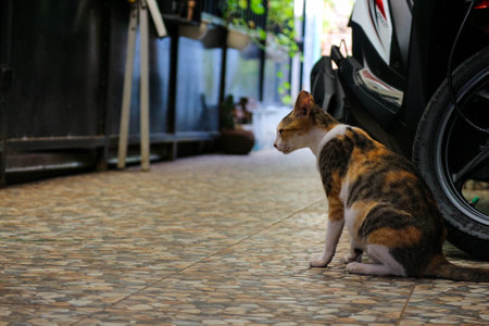 Photo of a stray cat with bokeh. A stray cat is a cat whose life roams the streets.の写真素材