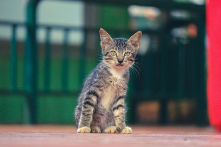 Photo of a stray cat with bokeh. A stray cat is a cat whose life roams the streets.の写真素材