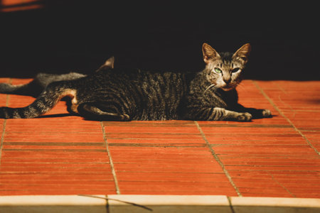 Photo of a stray cat with bokeh. A stray cat is a cat whose life roams the streets.の写真素材