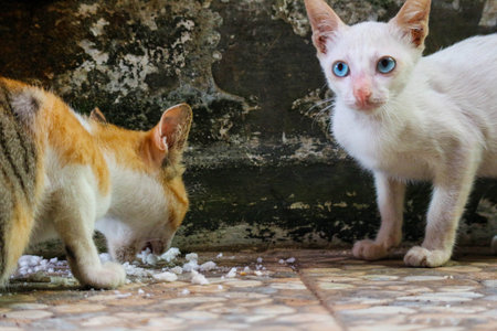 Photo of a stray cat with bokeh. A stray cat is a cat whose life roams the streets.の写真素材