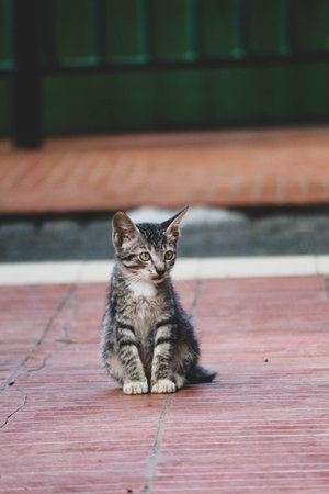 Photo of a stray cat with bokeh. A stray cat is a cat whose life roams the streets.の写真素材