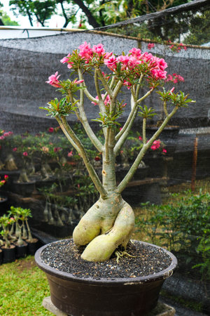 This is a photo of various types of bonsai. Bonsai is a plant or tree that is dwarfed in a shallow pot with the aim of making a miniature of the original form of a large, old tree in nature.の写真素材