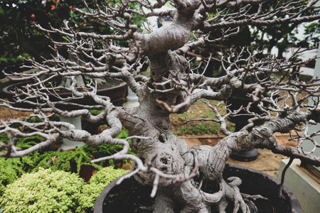 This is a photo of various types of bonsai. Bonsai is a plant or tree that is dwarfed in a shallow pot with the aim of making a miniature of the original form of a large, old tree in nature.の写真素材