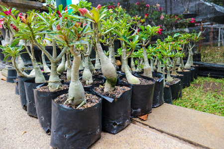 This is a photo of various types of bonsai. Bonsai is a plant or tree that is dwarfed in a shallow pot with the aim of making a miniature of the original form of a large, old tree in nature.の写真素材