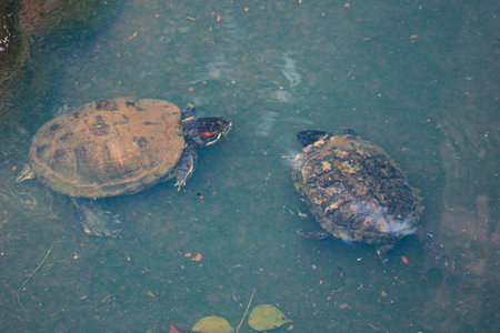 Kuya shell, also known as the shell turtle or Cuora amboinensis, is also known as the Amboina Box...
