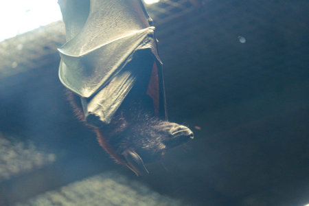 Bats that sleep during the day are perched upside down. Bats can sleep upside down for 15 to 20 hours. This bat is in the zoo in Jakarta.の写真素材