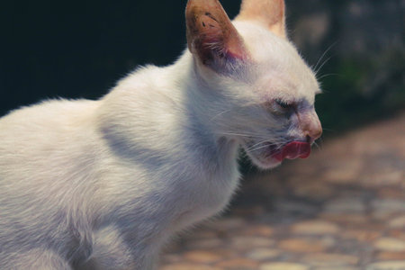 A white wild cat kitten or stray cat. This stray kitten has no home and is forced to eat everything to survive.の写真素材