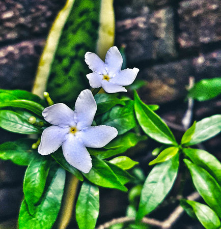 Jasmine is an ornamental flower plant in the form of an upright shrub that lives for years. Jasmine is a genus of shrubs and vines in the olive family (Oleaceae)の写真素材