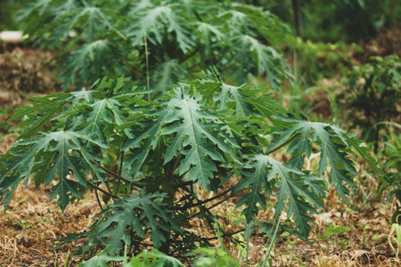 Papaya leaves are quite lush green in color. The benefits of papaya leaves also have an anti-inflammatory effect which can treat various inflammatory conditions, such as skin rashes, muscle aches and joint pain.の写真素材