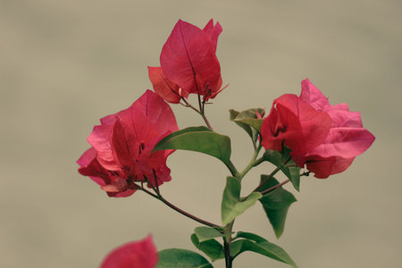 Paper flowers or bougenville with red flower are blooming beautifully in the gardenの写真素材