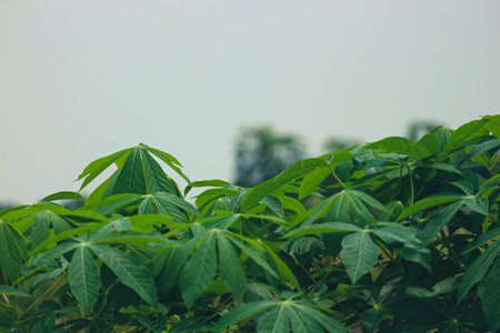 This is a photo of the leaves of a cassava tree that are very lush and look very fresh in a cassava plantation.の写真素材