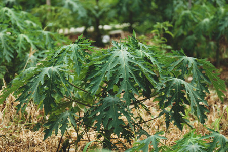 Papaya leaves are quite lush green in color. The benefits of papaya leaves also have an anti-inflammatory effect which can treat various inflammatory conditions, such as skin rashes, muscle aches and joint pain.の写真素材