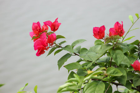 Paper flowers or bougenville with red flower are blooming beautifully in the gardenの写真素材