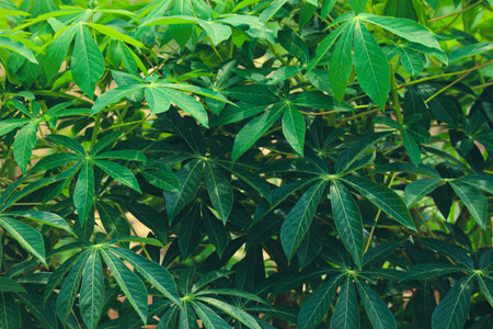 This is a photo of the leaves of a cassava tree that are very lush and look very fresh in a cassava plantation.の写真素材