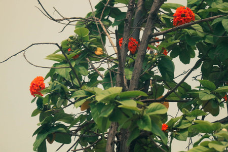Jepun or Nerium Oleander is also known as butter flower or oleander. Japan is a shrub that can be used as an ornamental plant in the yard or as a hedge.の写真素材