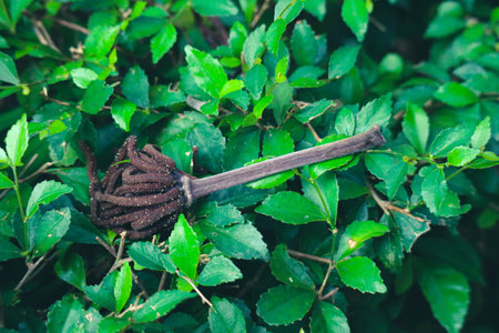 Forest tea or forest tea or Acalypha siamensis is a species of hedgerow ornamental plant belonging...