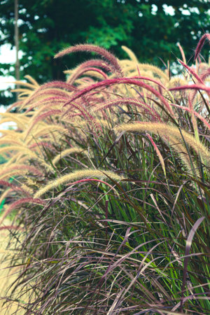 Red fountain grass or its scientific name is Pennisetum setaceum is a tender perennial fountain grass that is native to Africa, southeast Asia and the Middle Eastの写真素材