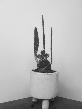 Mini cactus tree with mini pots. Suitable as a home decoration.の写真素材