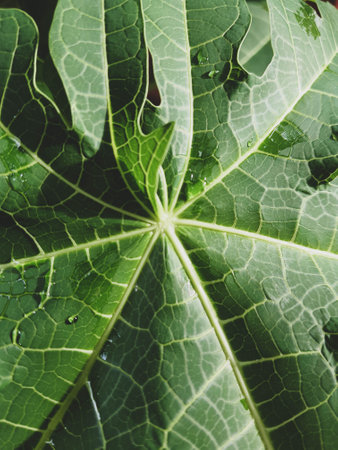 This is a close up photo of a papaya leaf.の写真素材