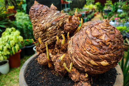 Giant tuber hump, very unique and interesting if used as an ornamental plant at home.の写真素材