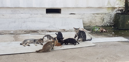 Photo of a stray cat around our house. A stray cat is a cat whose life roams the streets.の写真素材