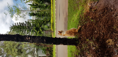 Photo of a stray cat around our house. A stray cat is a cat whose life roams the streets.
