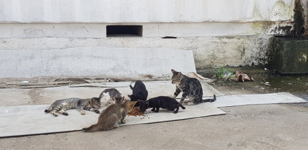 Photo of a stray cat around our house. A stray cat is a cat whose life roams the streets.の写真素材